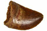 Serrated, Baby Carcharodontosaurus Tooth - Morocco #361031-1